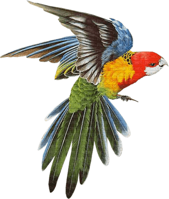 patymirabelle oiseau perroquet - 免费PNG
