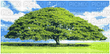 tree - 免费动画 GIF
