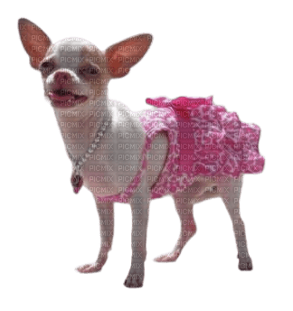 Chihuahua - ilmainen png