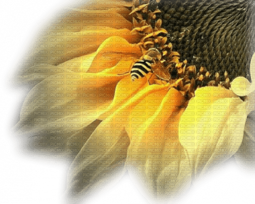 yellow flower sunflower sunshine3 - ücretsiz png
