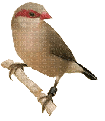 bird- Nitsa - ingyenes png