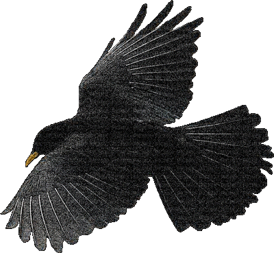 Corbeau noir.Cheyenne63 - GIF animé gratuit