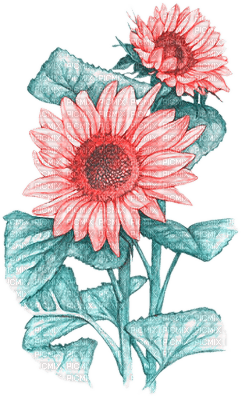 soave deco flowers sunflowers branch pink teal - zdarma png