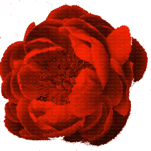 peony red - Безплатен анимиран GIF