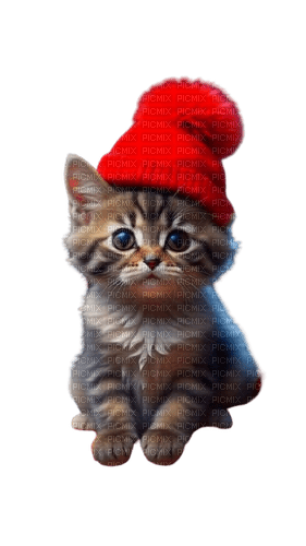 chats hiver - darmowe png