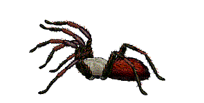 araignée - Δωρεάν κινούμενο GIF