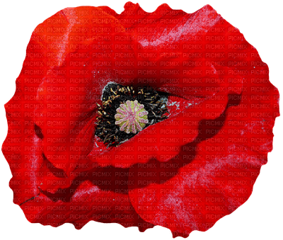 poppy flower  coquelicot fleur - безплатен png