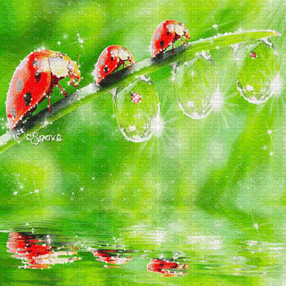 soave  background animated ladybug leaves water - Darmowy animowany GIF