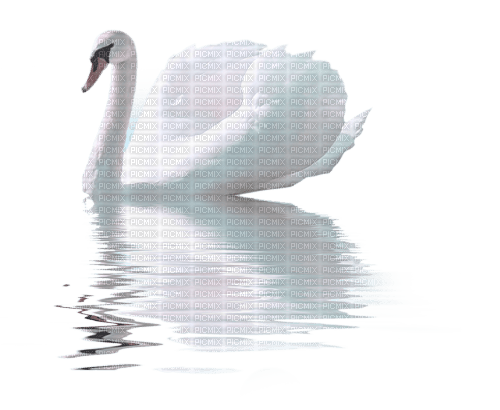 swan rox - png gratuito