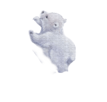baby polar bear - ingyenes png