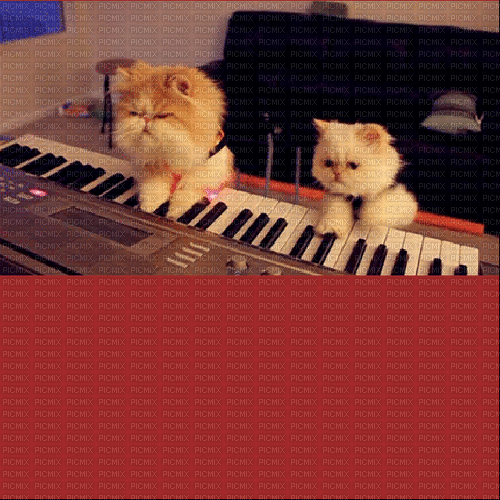 Cats, Katzen - Ingyenes animált GIF