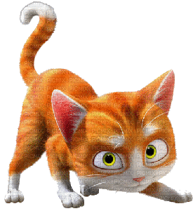 Cat,chat - Ilmainen animoitu GIF