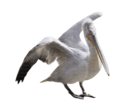 pelican - besplatni png