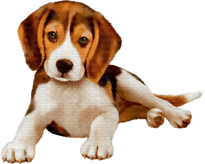 Kaz_Creations Dogs Dog Pup 🐶 - bezmaksas png