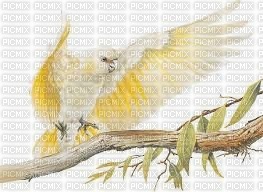 pappagallo - png ฟรี