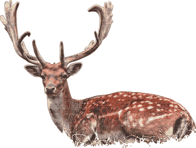 deer, metsäneläin, forest animal - png ฟรี