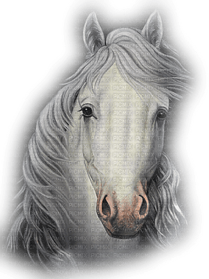 dulcineia8 cavalos - png gratis