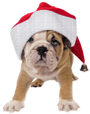 Kaz_Creations Dogs Dog  Christmas - PNG gratuit