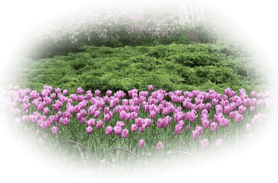 tulipanes - zadarmo png