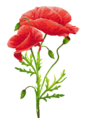 soave deco flowers poppy branch red animated - Gratis animeret GIF