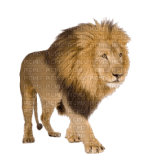 lion katrin - zdarma png