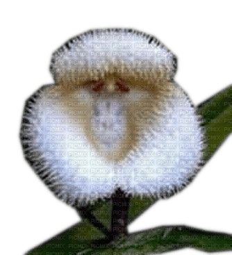 Rena Exotic Flower - darmowe png