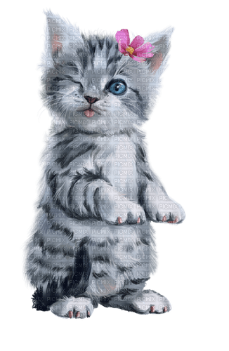CAT CHAT - png gratuito