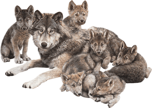 wolf family - PNG gratuit
