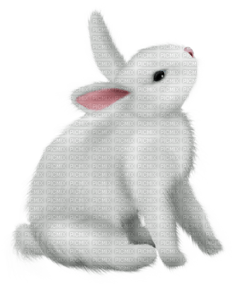 Kaz_Creations Animals Rabbit Hare - 無料png