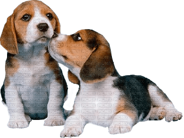 maj beagle - 免费PNG