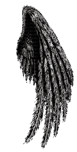 Wings.Ailes.Alas.gif.black.Victoriabea - Ilmainen animoitu GIF
