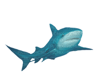 shark bp - 免费PNG