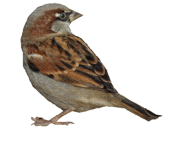 Kaz_Creations Birds Bird - 免费动画 GIF
