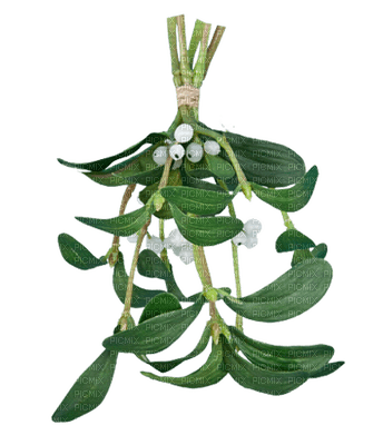 mistletoe bp - Free PNG