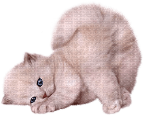 white kitten cat - PNG gratuit
