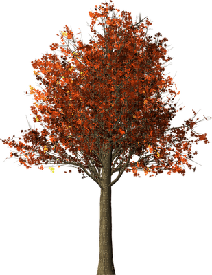 albero - бесплатно png