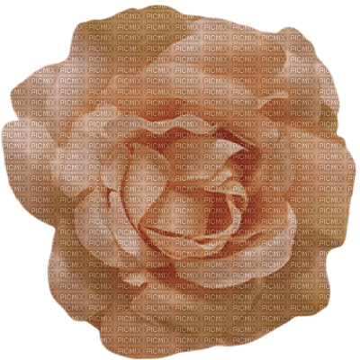 Roses dm19 - png gratuito