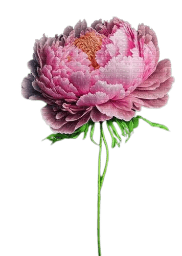 fleur pivoine - nemokama png