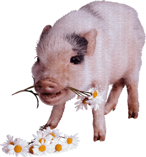 pig by nataliplus - darmowe png