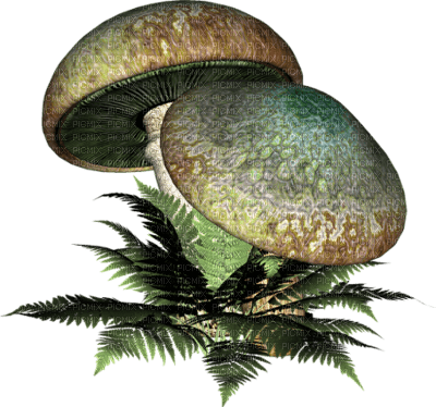 champignon - ücretsiz png