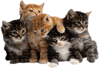 Kaz_Creations Cats Cat Kittens Kitten - nemokama png