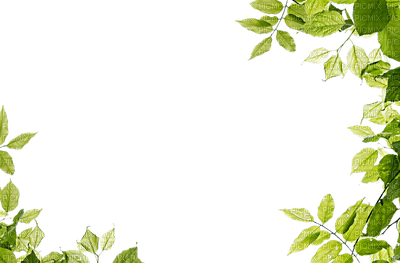minou-frame-leaf-green - PNG gratuit