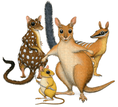 Australia animals bp - безплатен png