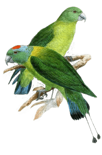 Vögel, Papageien, Birds - PNG gratuit