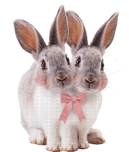 Two headed bunny - Animovaný GIF zadarmo