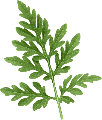 Leaf green - бесплатно png