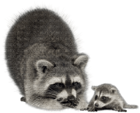 Kaz_Creations Raccoon - darmowe png