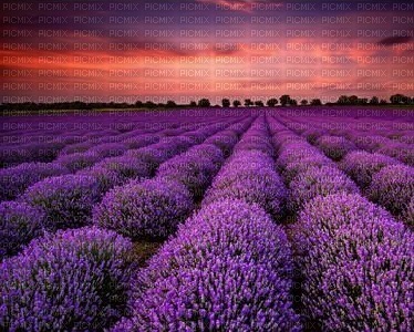 lavender background bp - 無料png