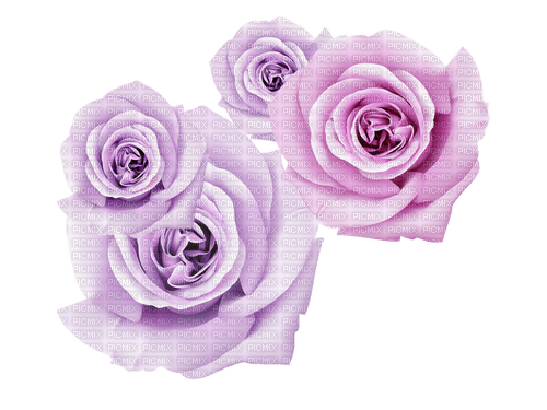 Purple Roses - безплатен png