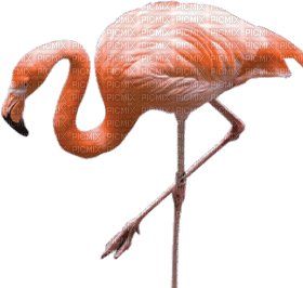 Kaz_Creations Flamingo - zdarma png